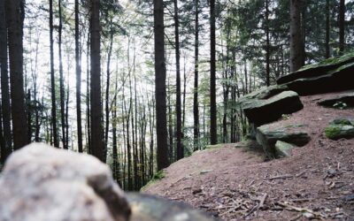 Kurze Herbstwanderungen Bayerischer Wald mit Hotel-Tipps für deinen Urlaub