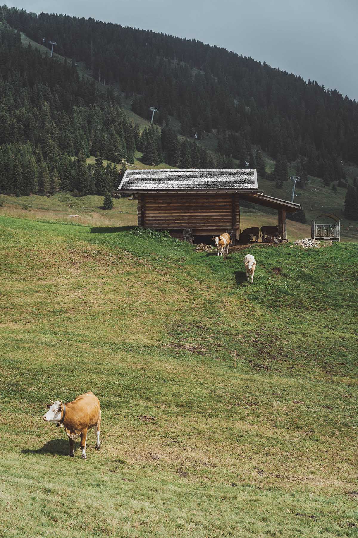 Seiser Alm Kühe Kühe an der Seiser Alm