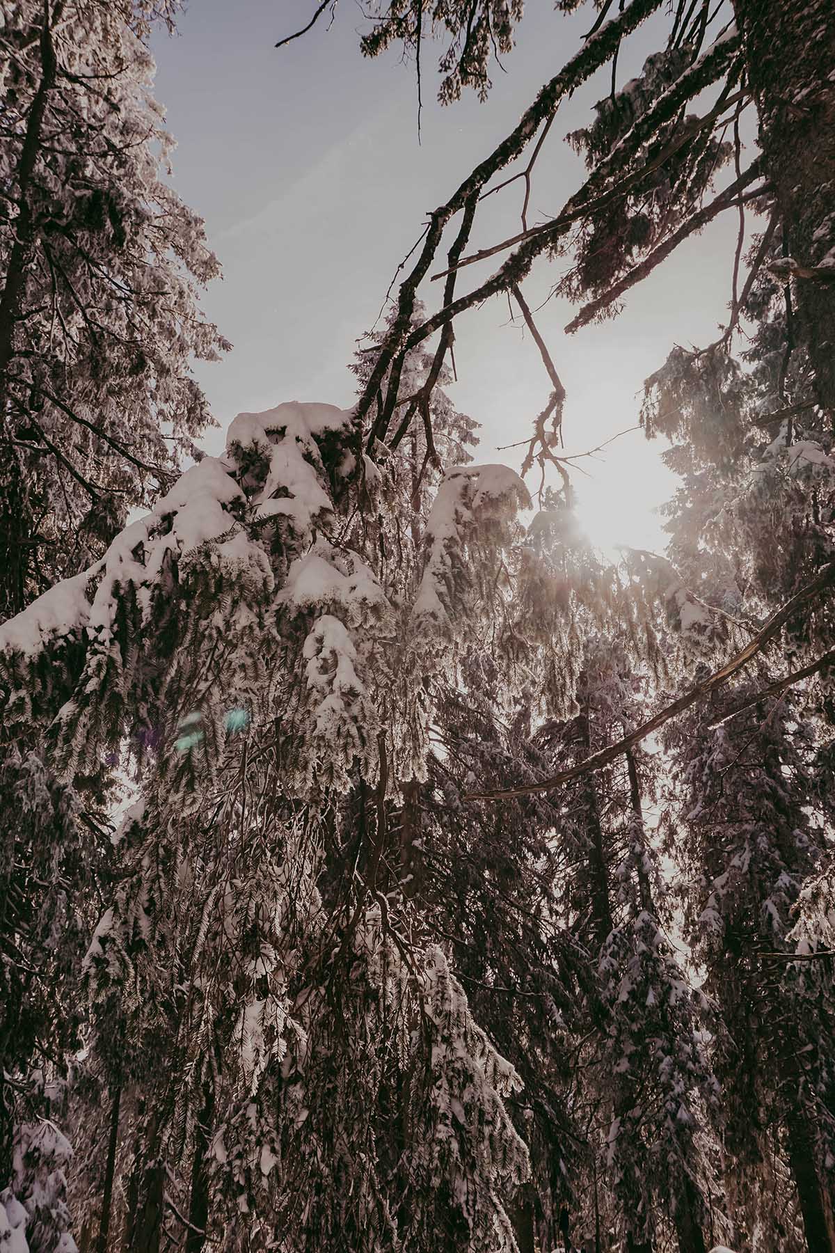 Winter Bucket List Bayerischer Wald Sonne zwischen verschneiten Ästen im Bayerischen Wald
