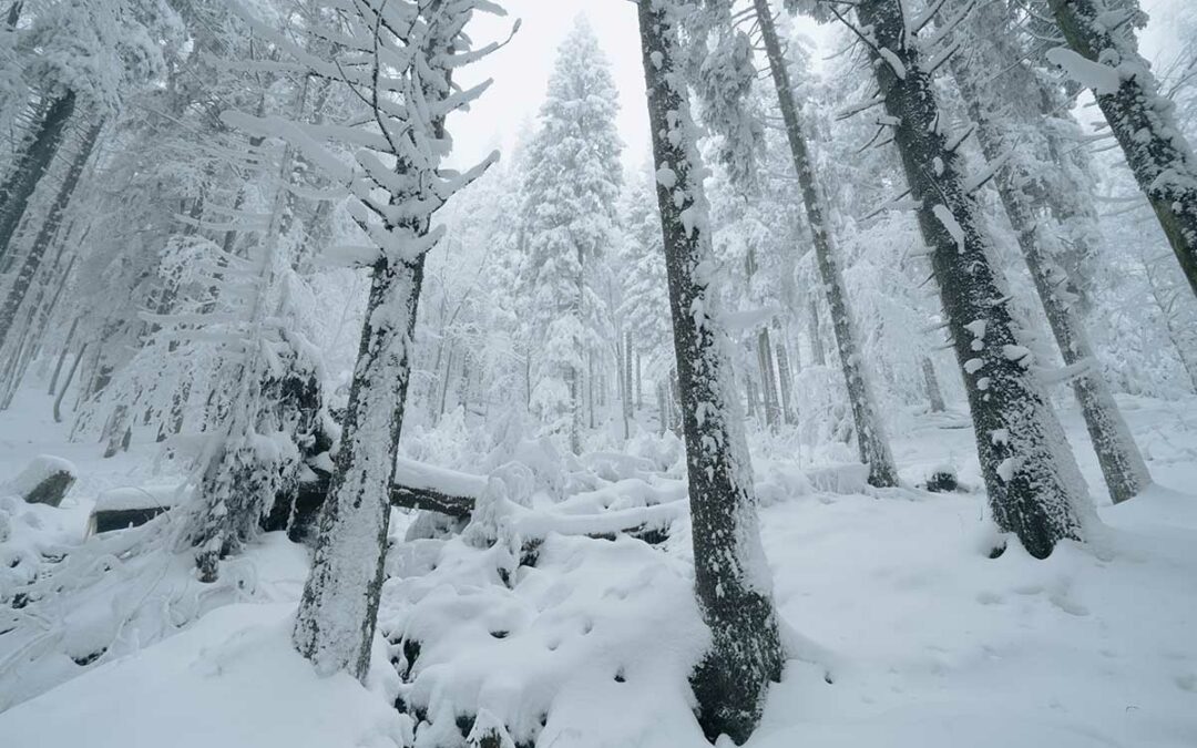 Schneeschuhwandern Großer Falkenstein: Bayerischer Wald im Winter