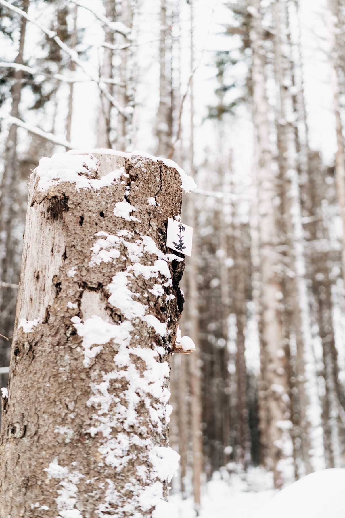Wander-Markierung an Baum im Winter