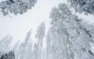 Winter Bucket List Bayerischer Wald – 7 Ideen für die kalte Jahreszeit