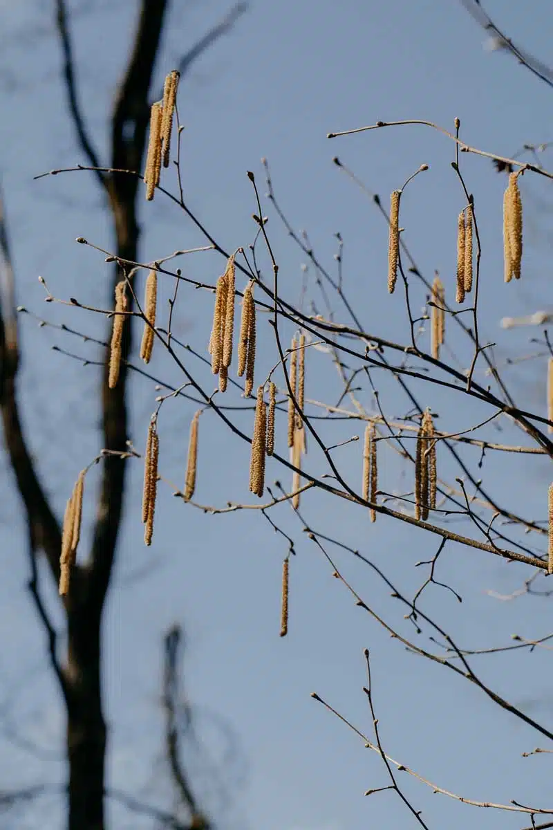 Birke im Fruehling