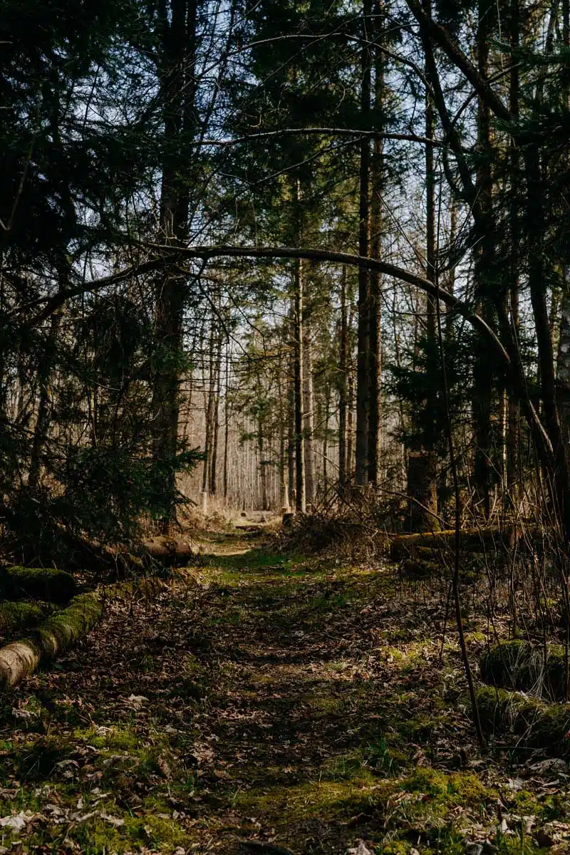 Wandern in Straubing Bogen im Rainer Wald